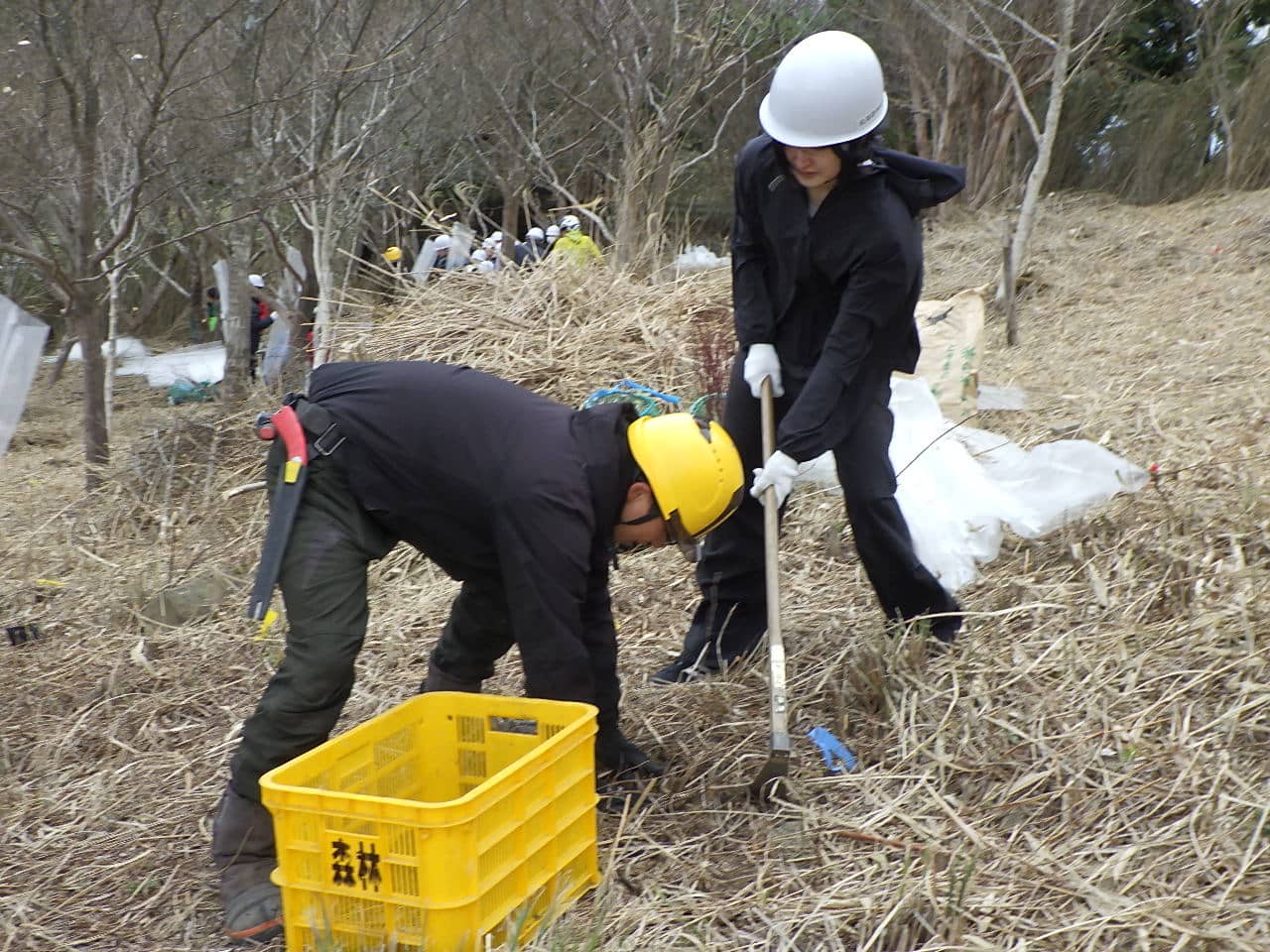 Planting