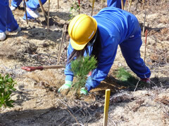 Tree-Planting Sites