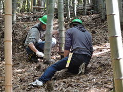 Tree-Planting Sites