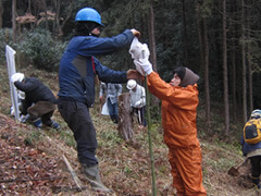 Tree-Planting Sites