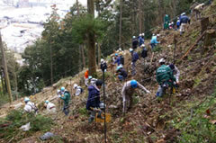 Tree-Planting Sites