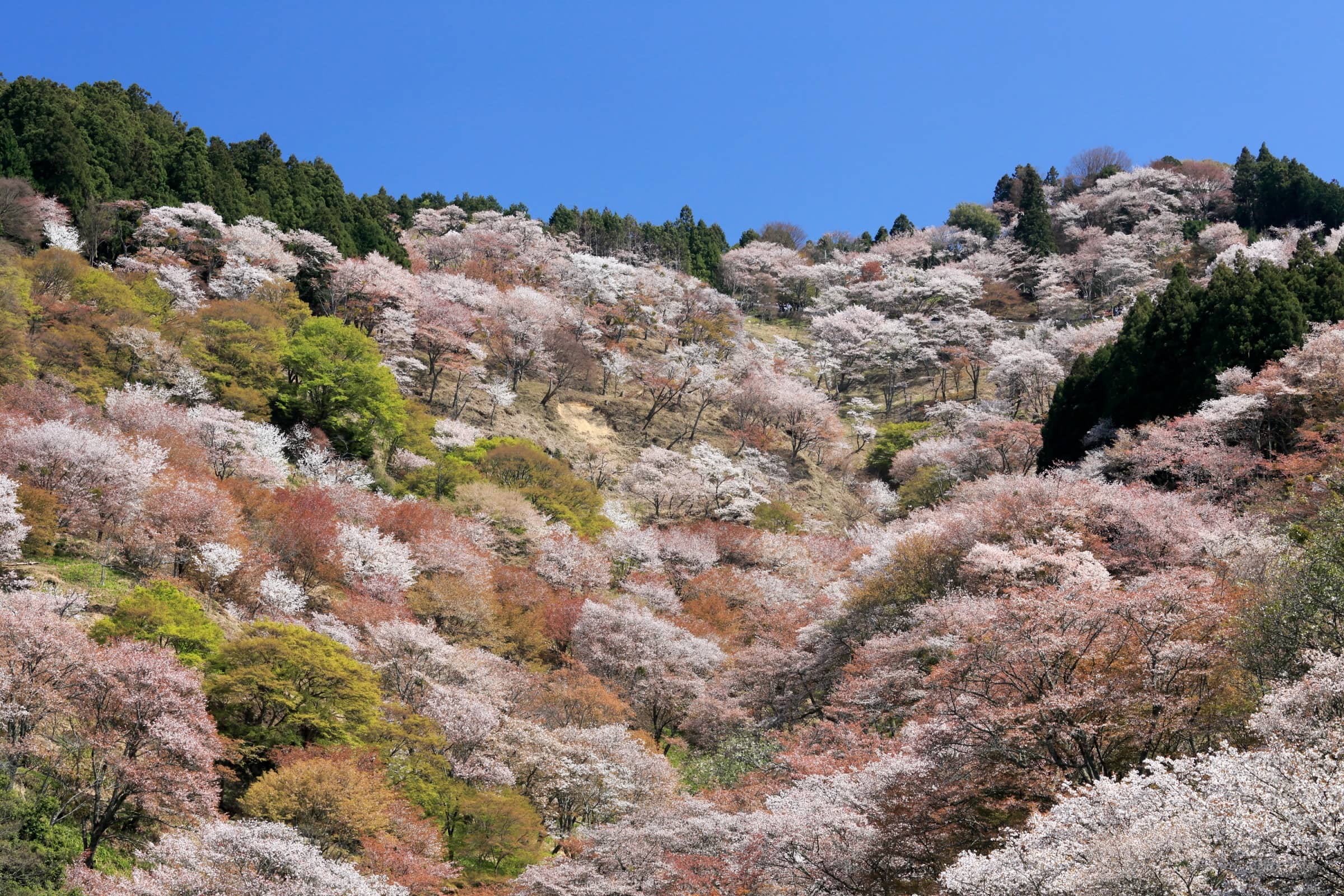 吉野山保勝会